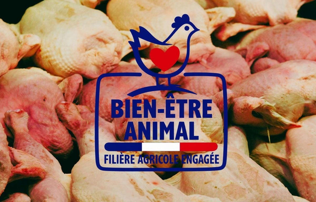 Nouveau logo « Bien-être animal » : Pourquoi les associations dénoncent une « pratique commerciale trompeuse » ?