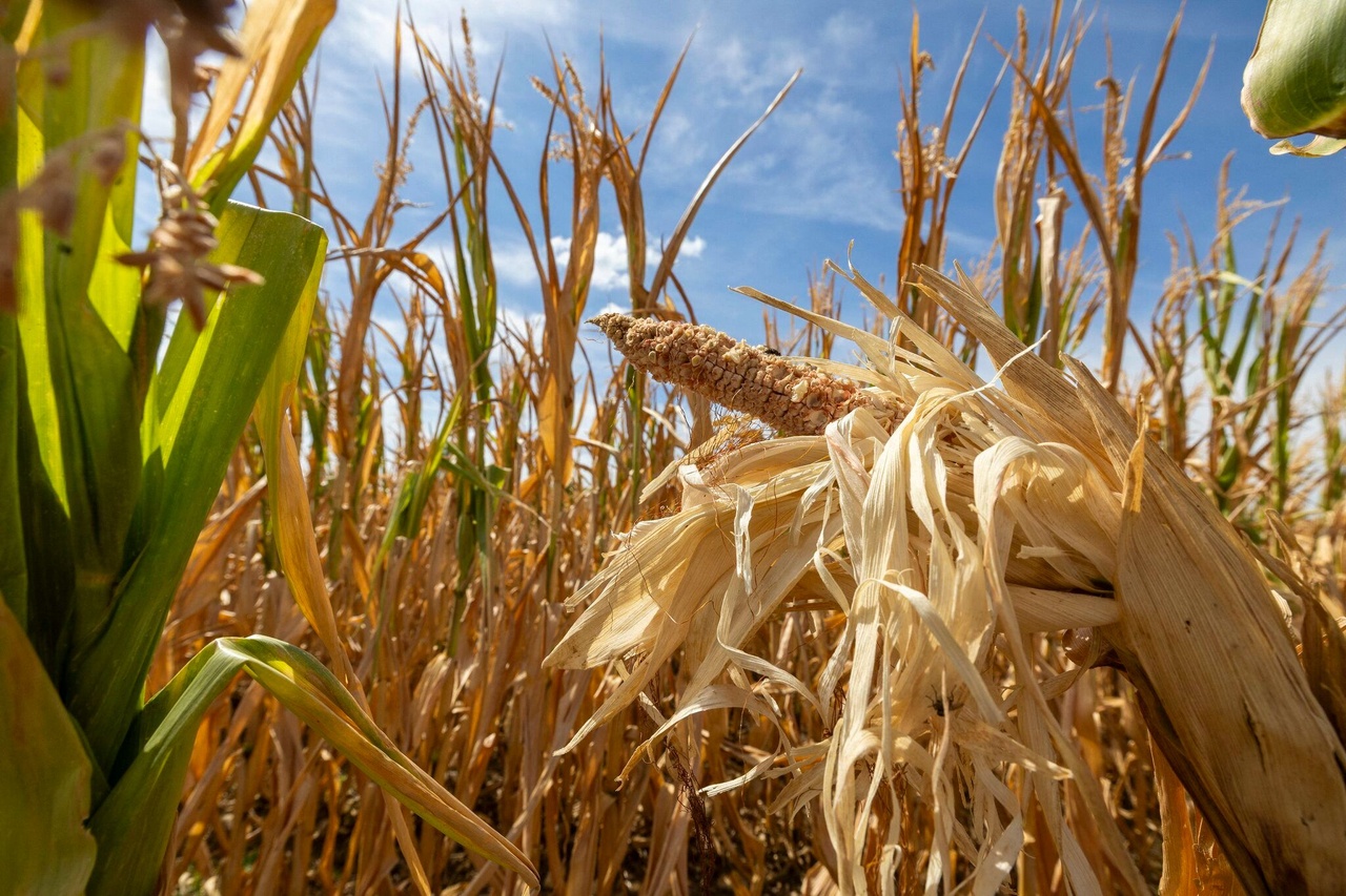 Après l’été caniculaire, l’agriculture française en grande souffrance : « La situation est très grave »