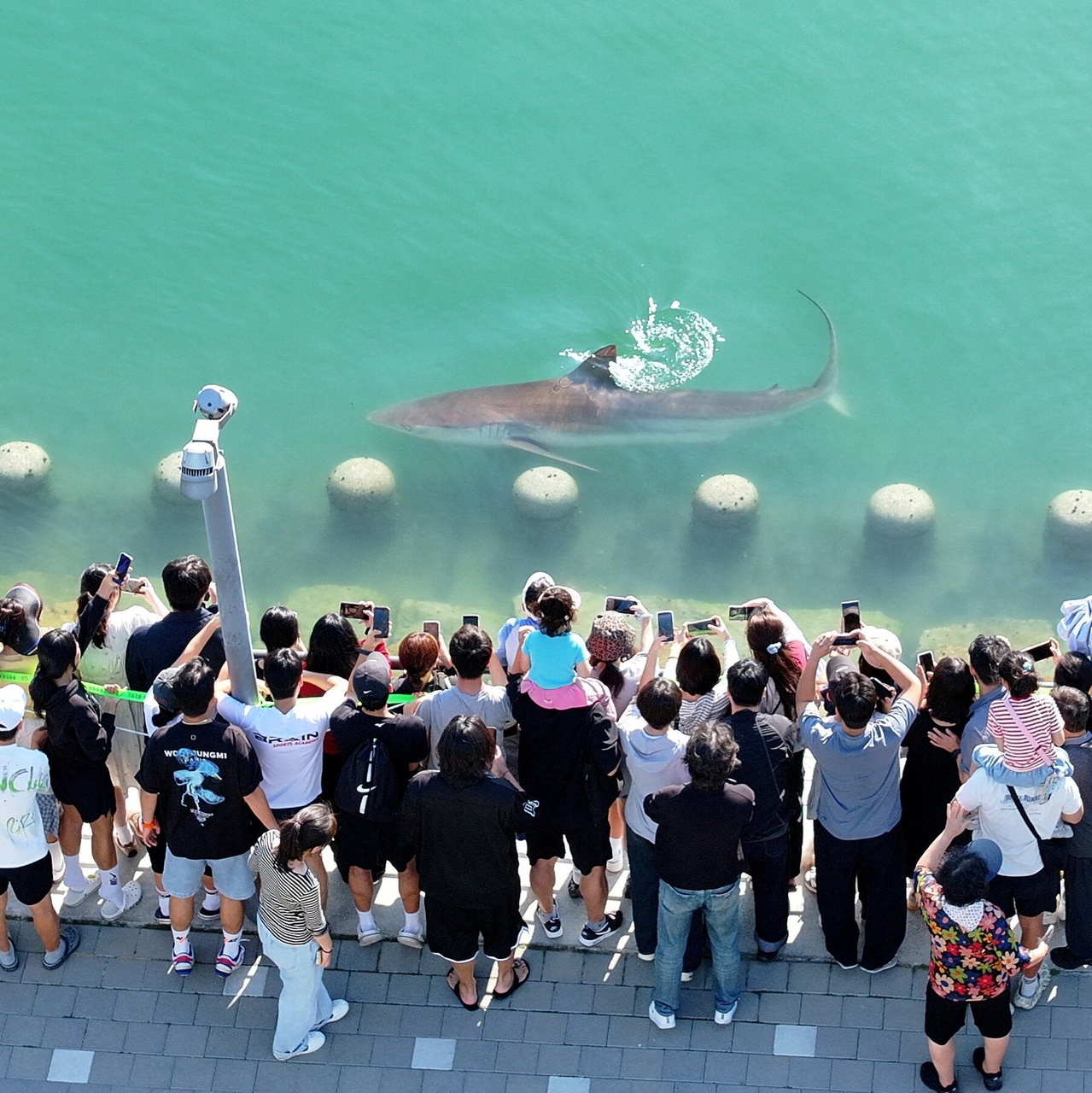 A Wayward Shark Becomes a Celebrity in South Korea