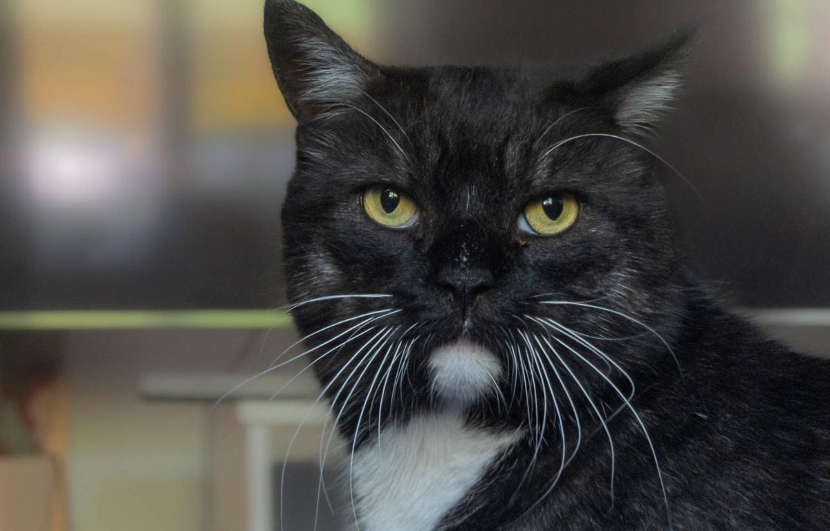 Un chat met une souris dans la bouche de son maître endormi ? Gare au deepfake