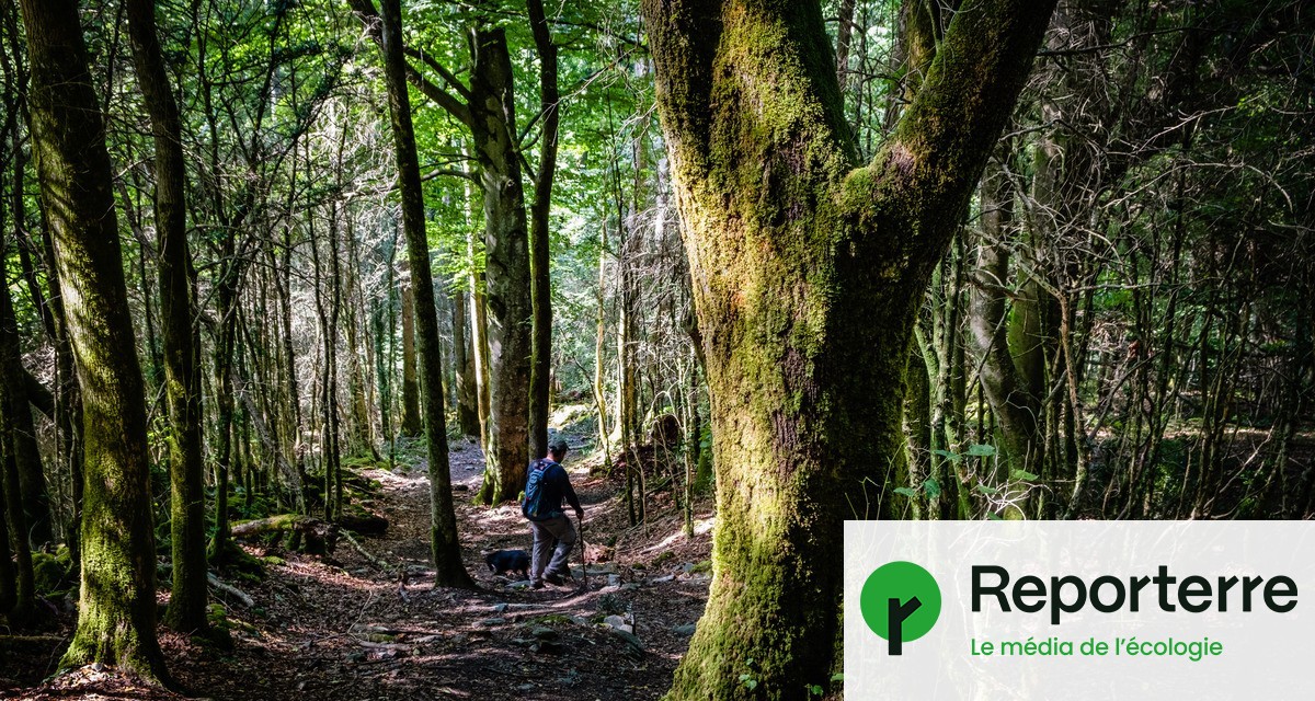« Elles seront les dernières à brûler » : face au chaos climatique, les vieilles forêts résistent