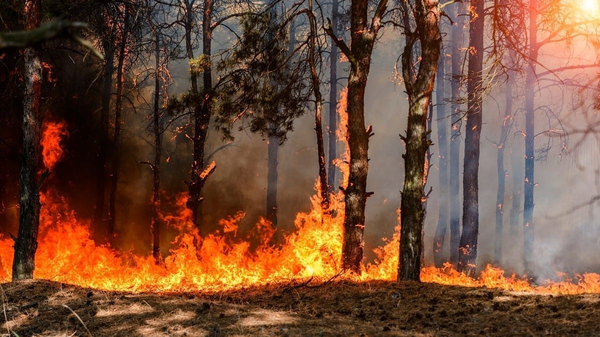 Incendies en Algérie : le MDN diffuse des aveux mettant en cause Amir DZ