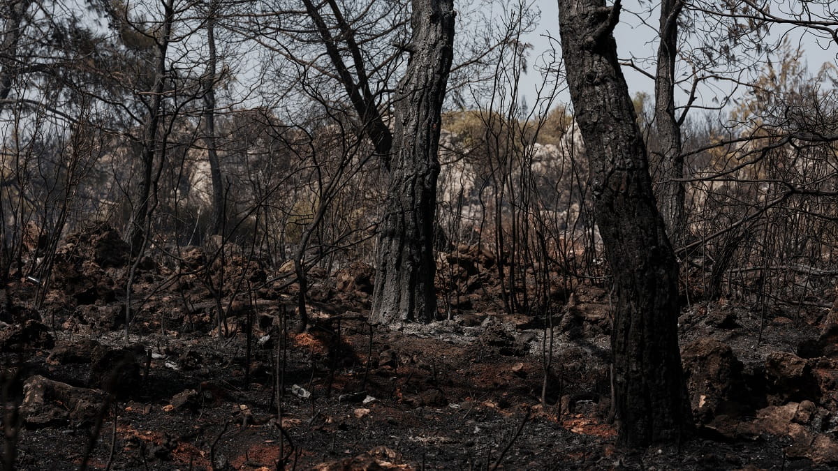 À Aït Smaïl (Béjaïa), 45 jours après les incendies dévastateurs, le noir domine le paysage