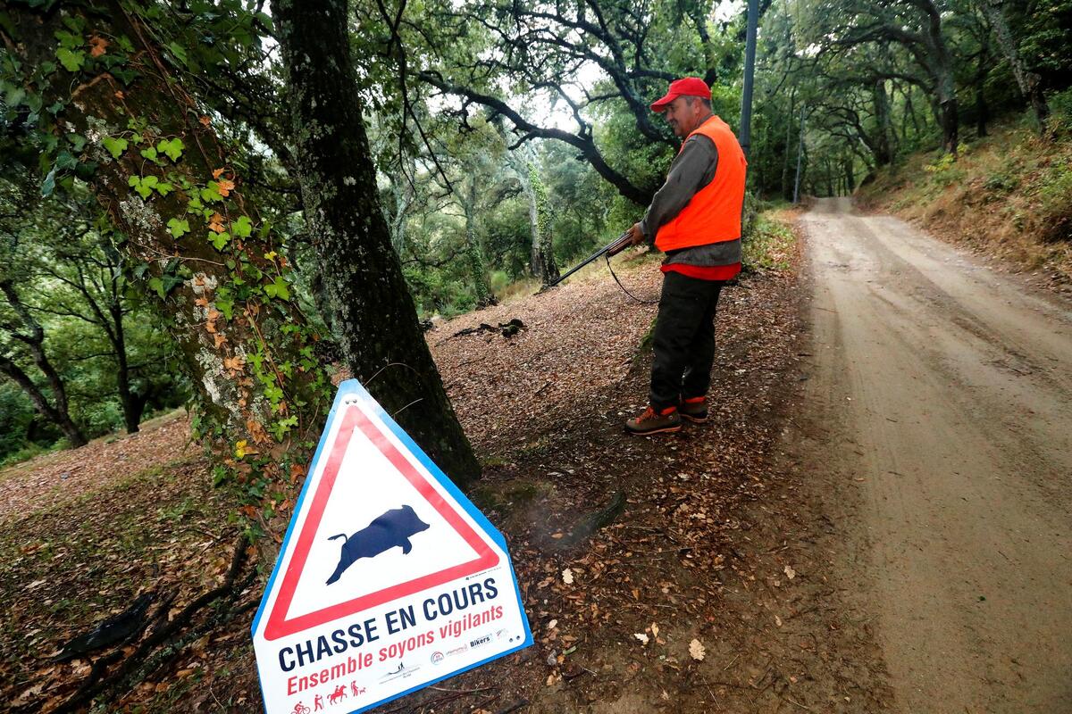 Plus d’un million de sangliers ont été tués lors de la saison 2025-2026 en France