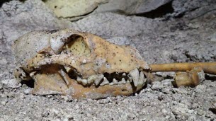 Hautes-Alpes. Ours et dhôle, les ossements des animaux préhistoriques découverts dans une grotte du Dévoluy livrent leurs premiers secrets