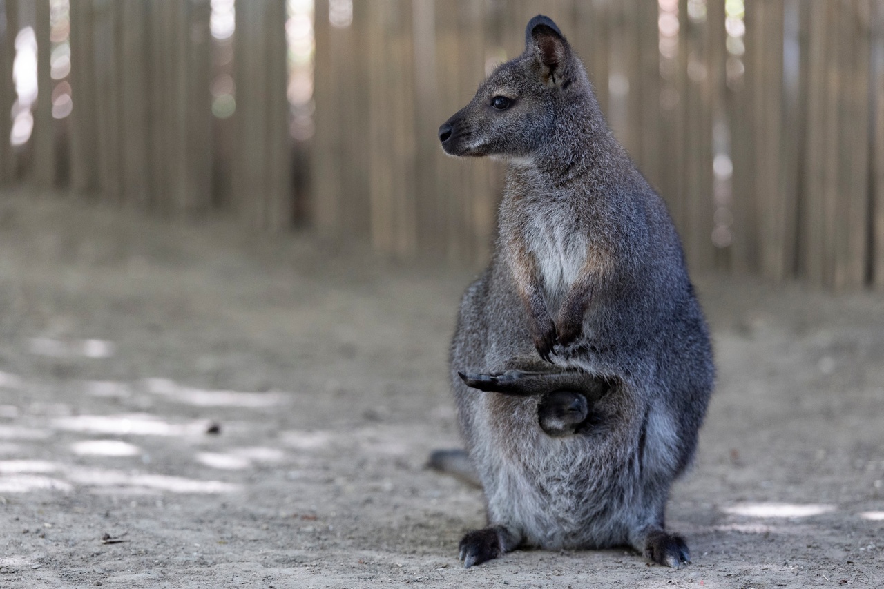 Manque de place à Bellevue: Le Bioparc Genève va devoir se séparer de plusieurs animaux
