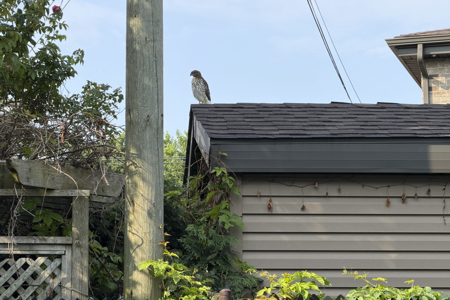 Saint-Léonard | Des oiseaux de proie ont effrayé des résidants