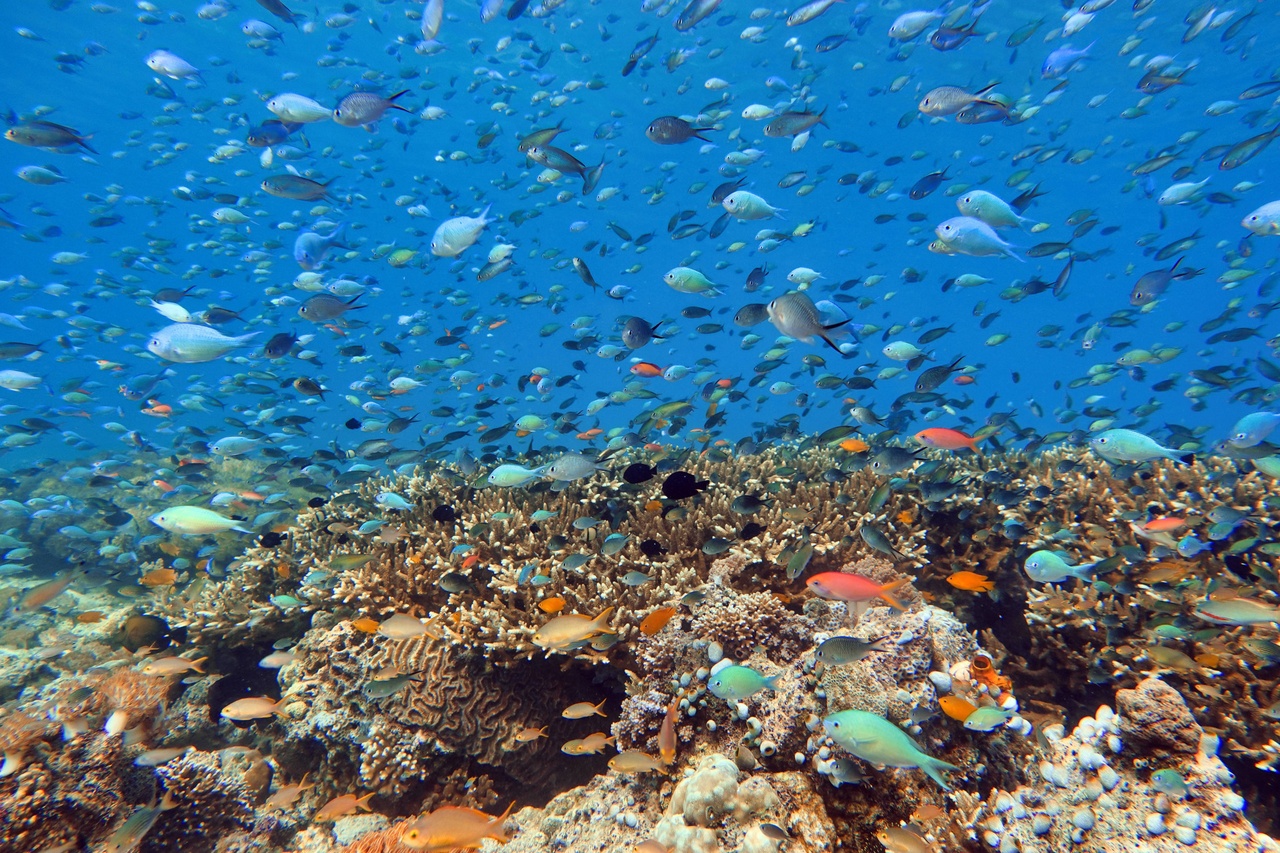 Changement climatique: 96% des récifs coralliens menacés d’extinction d’ici à cinquante ans