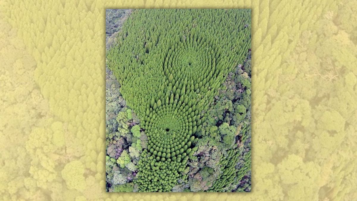 Does photo show experimental circular forest in Japan?