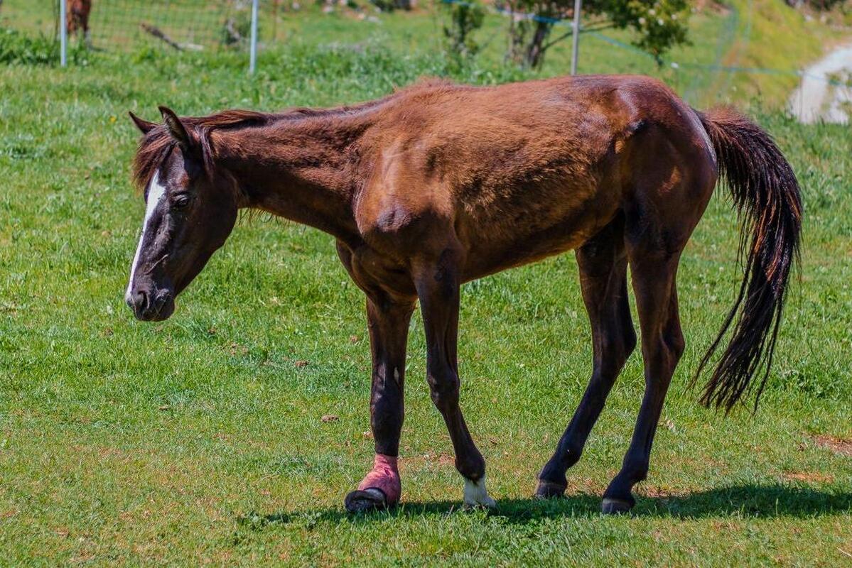 Pouliche sauvée dans la Roya : un conflit éclate autour de la cagnotte ouverte pour ses soins