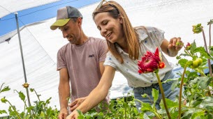 Isère. « On espère pouvoir le faire le plus longtemps possible » : ils ont créé une ferme florale avec plus d’une centaine de variétés