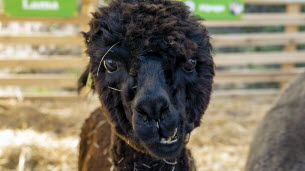 En images. Lamas, cochons miniatures, chiots... Découvrez les animaux de la foire de Beaucroissant