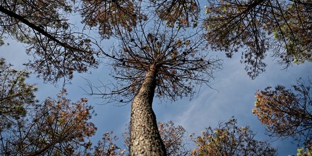 Pourquoi la capacité d’absorption de carbone des forêts françaises diminue, alors que leur surface augmente ?