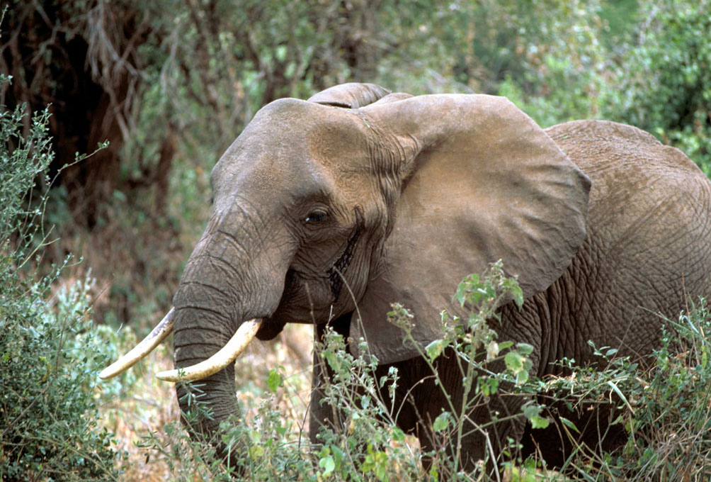 Éléphant d'Afrique