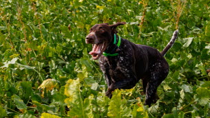 Animaux. Maladie d’Aujeskzy : quel est ce virus inquiétant qui tue les chiens de chasse ?