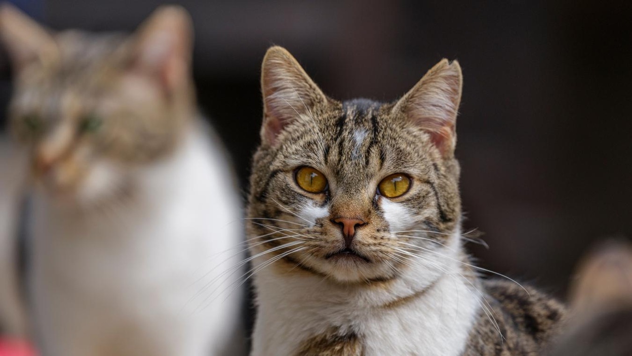 « Elle a cru qu’on l’avait laissée là » : dix-huit mois après avoir fait euthanasier leur chatte, Annie, une famille découvre… qu’elle est toujours en vie !