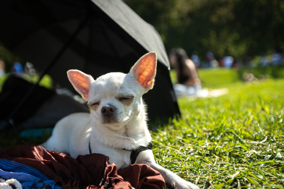 Démystifier la science | Les chiens préfèrent la musique de spa