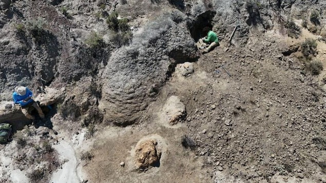 Une rare piste d’empreintes de T. rex adulte découverte aux États-Unis