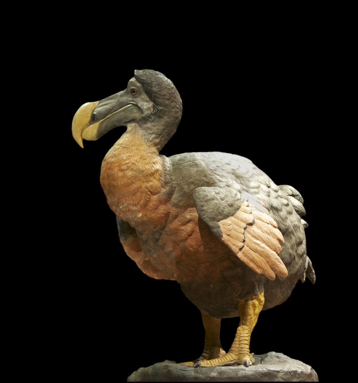 Extinction des espèces