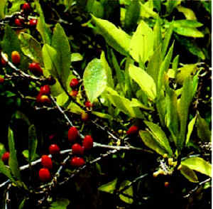 Coca