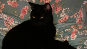Isère. Fugue de Chanel : comment ces “détectives” bénévoles recherchent les chats perdus
