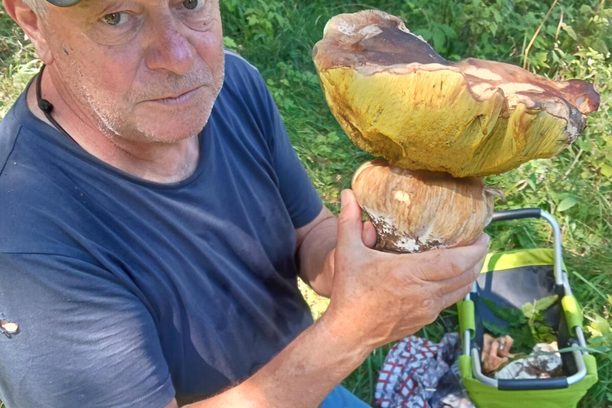 « Un coup de bol, mais c’est une belle bête » : parti aux champignons dans le Boréon, Georges ramène un cèpe de 1,3 kilo