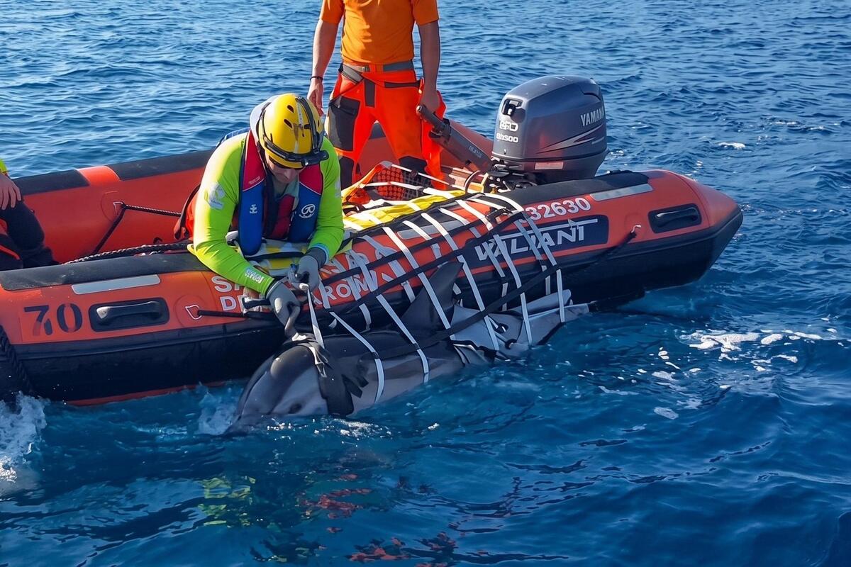 Un dauphin échoué à Bandol sauvé et ramené au large par les sauveteurs en mer