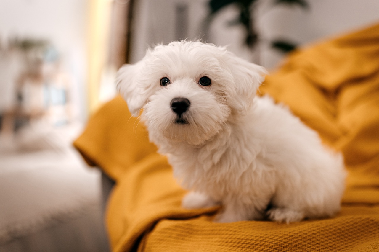 Justice à Genève: Condamné pour avoir vendu des chiots et chatons de Roumanie