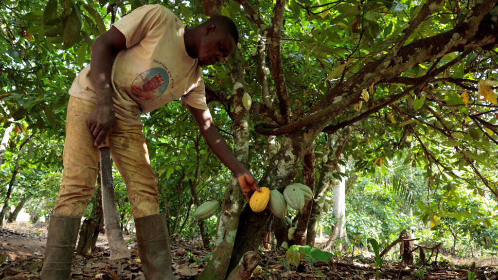 La Côte d'Ivoire maintient le prix du cacao à 1 200 francs CFA pour la nouvelle campagne