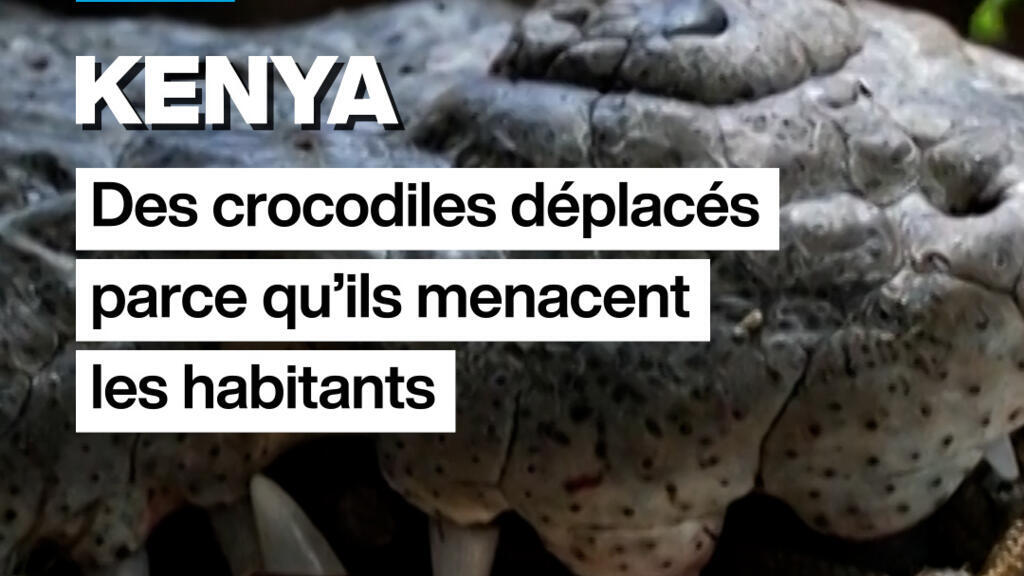 Kenya : des crocodiles deplacés parce qu'ils menacent les habitants