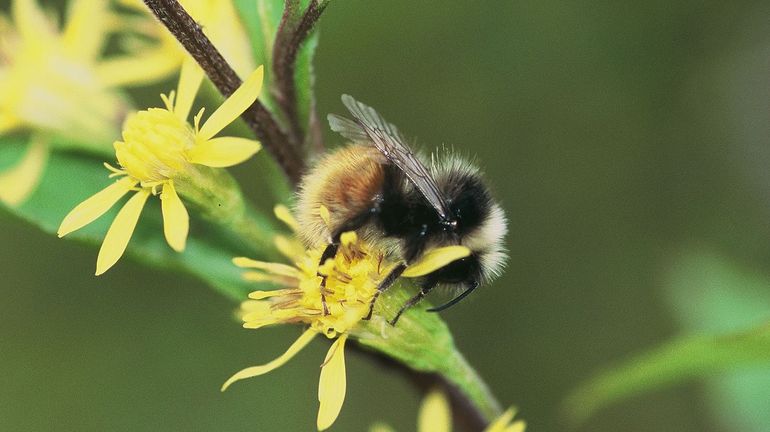 Les bourdons de nos jardins : petites bestioles, grands enjeux pour notre écosystème