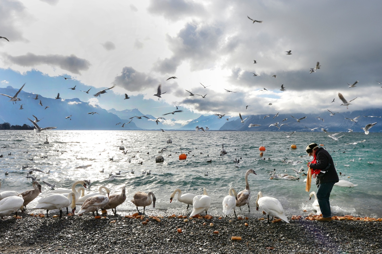 Vaud: Un passant lui demande d’arrêter de nourrir les canards, il lui mord la joue!