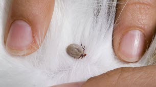 Suisse. « Je ne comprends pas ce qui m’arrive » : piqué par une tique, il devient allergique à la viande rouge