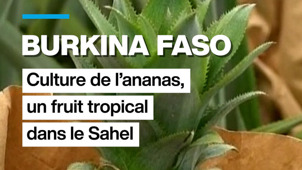 Burkina Faso : culture de l'ananas, un fruit tropical dans le Sahel