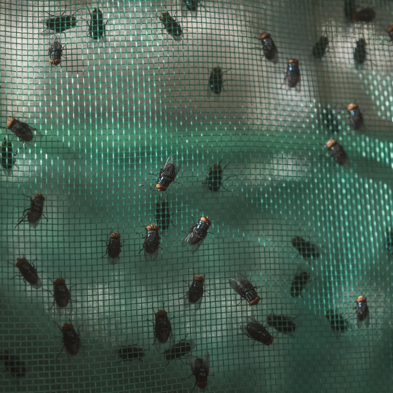 Inside the Fight Against a Flesh-Eating Fly in Mexico