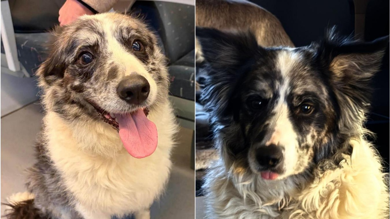 Surréaliste en région liégeoise : TJ, le chien de Régine, s’enfuit de chez elle à Esneux… et va prendre le train tout seul jusqu’aux Guillemins (photos)