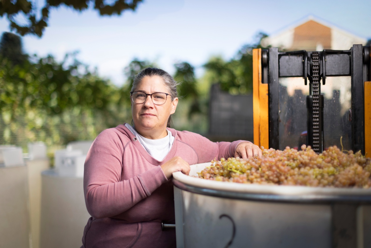 Crise viticole: Vendanges amères en Lavaux, des milliers de kilos de raisin sans preneur