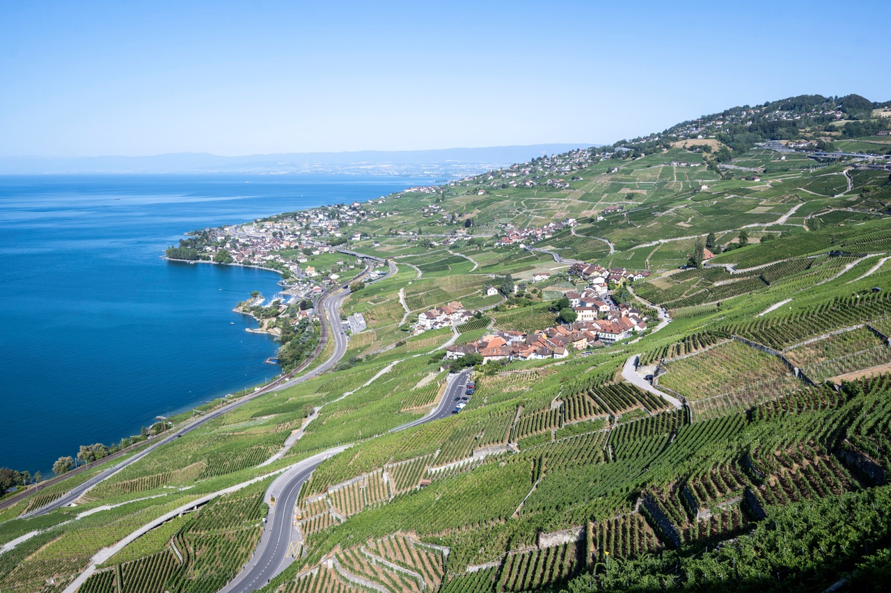 Crise viticole: Le paradoxe vigneron: investir quand les caisses sont vides et les caves pleines