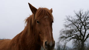 Isère. Des chevaux en liberté sur l’A48 sèment la pagaille et perturbent la circulation