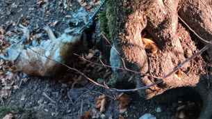 Haute-Savoie. « Je n’avais jamais vu ça en 23 ans d’expérience » : un jeune chien retrouvé mort attaché à un arbre dans les bois