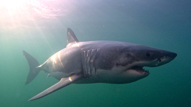 Un plongeur attaqué par un requin blanc à Percé