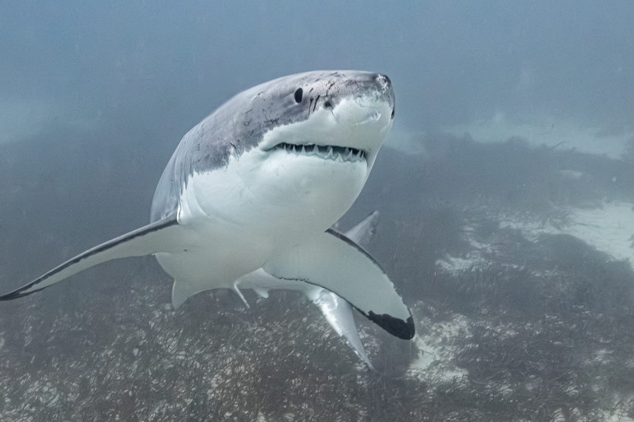 Un requin blanc attaque un plongeur à Percé