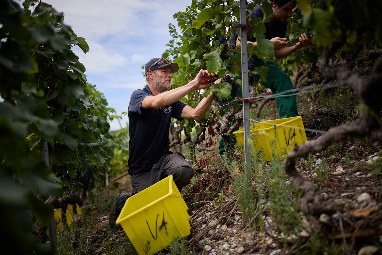 Crise viticole: Entre vignerons romands et négociants alémaniques, un nouveau Röstigraben