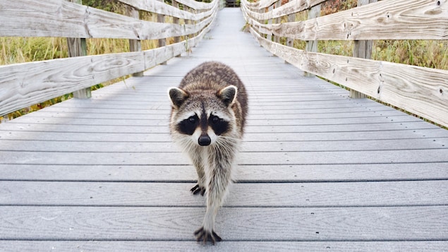 Les compressions de Québec ont ralenti la lutte contre la rage du raton laveur