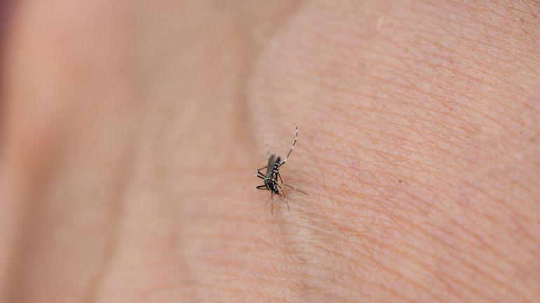Le virus du Nil occidental s’installe : neuf cas d’infection ont été recensés aux Pays-Bas