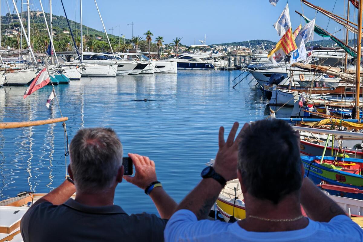 « S’il est là, c’est qu’il est forcément désorienté ou malade » : dans le port de Sanary depuis ce mercredi, un dauphin au centre des attentions et des inquiétudes