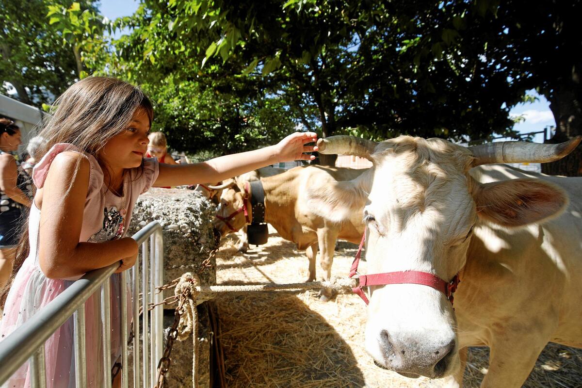 « Nous devons être fiers de nos agriculteurs et de nos éleveurs » : dans ce village près de Menton, le maire livre un plaidoyer pour les métiers de la terre