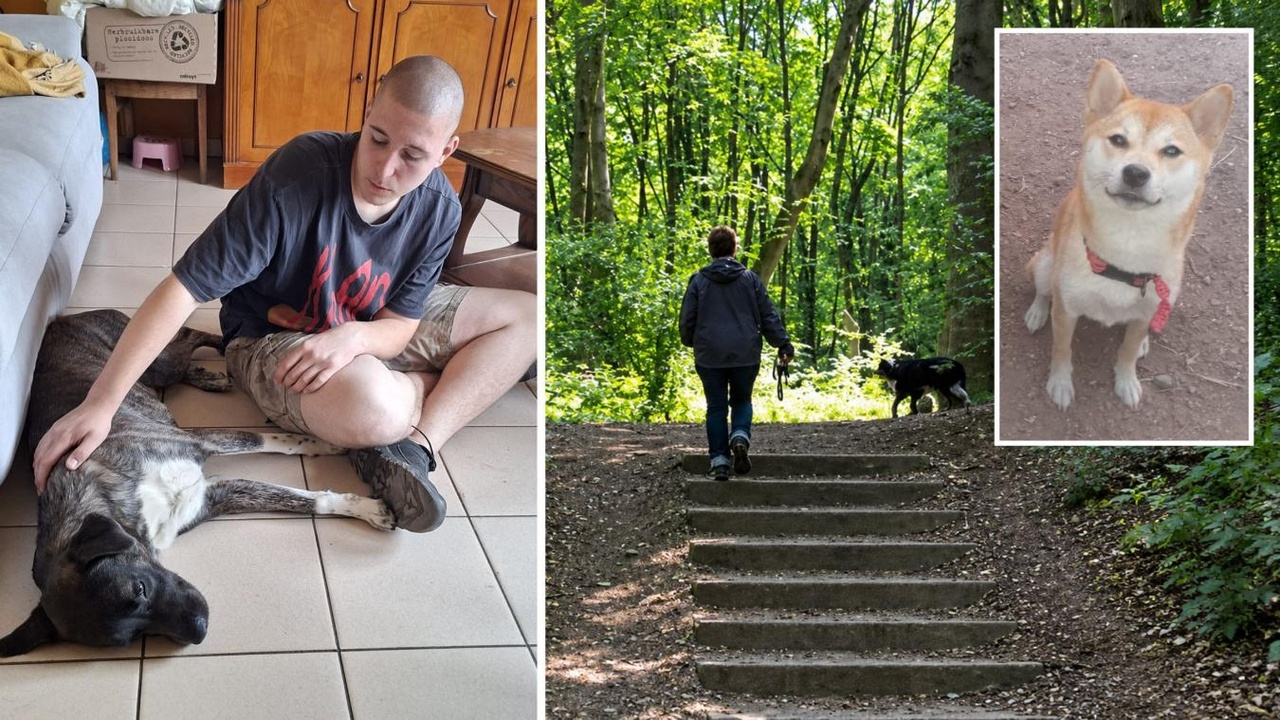 L’horreur à Liège : Joackim retrouve Yuki, sa chienne disparue, brûlée dans un bunker du parc de la Chartreuse, « il y avait des inscriptions sataniques »