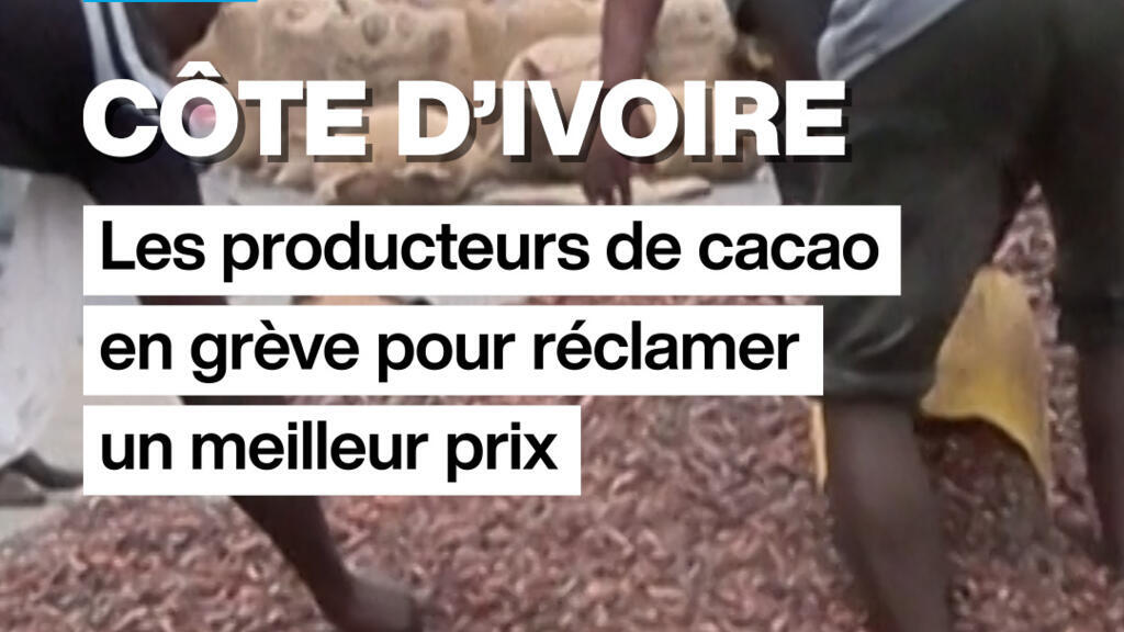 Côte d’Ivoire : les producteurs de cacao en grève pour réclamer un meilleur prix