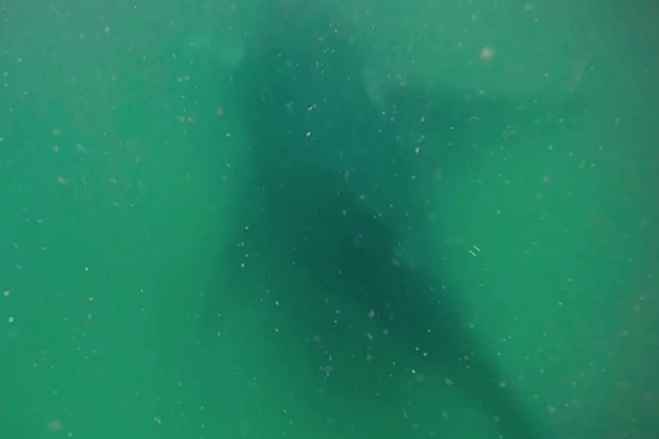 Australie | Une baleine à bosse filmée en plein deuil